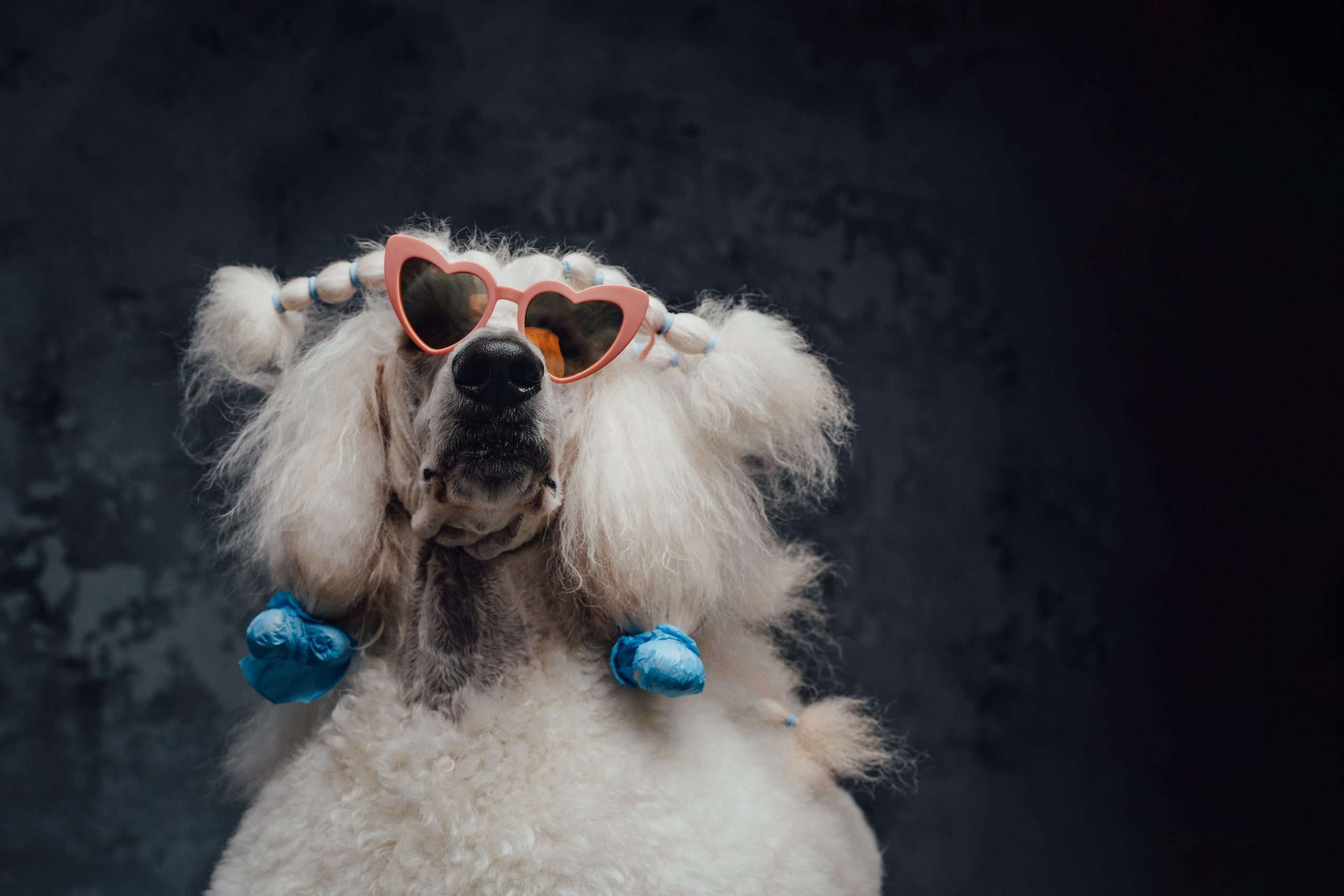 Gorgeous purebred poodle dog with stylish pink sunglasses